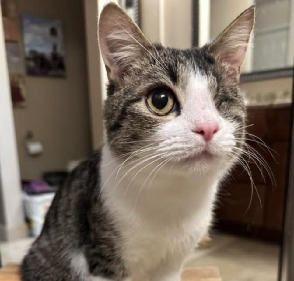 Enlarge Pause, an adopted Domestic Short Hair in Cincinnati, OH image 3/6