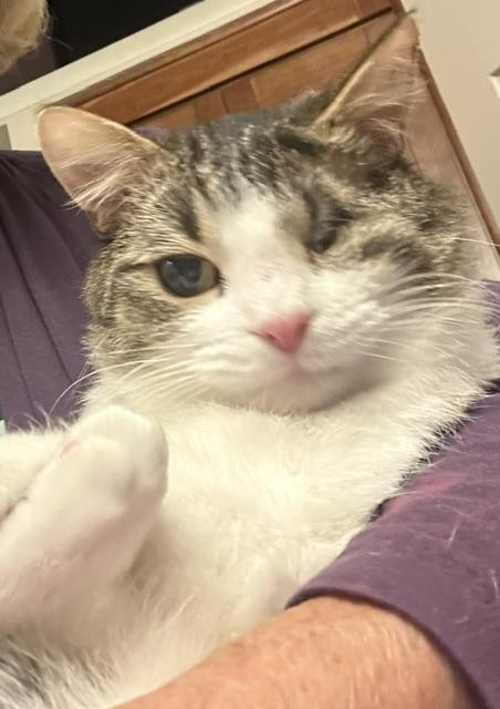 Enlarge Pause, an adopted Domestic Short Hair in Cincinnati, OH image 1/6