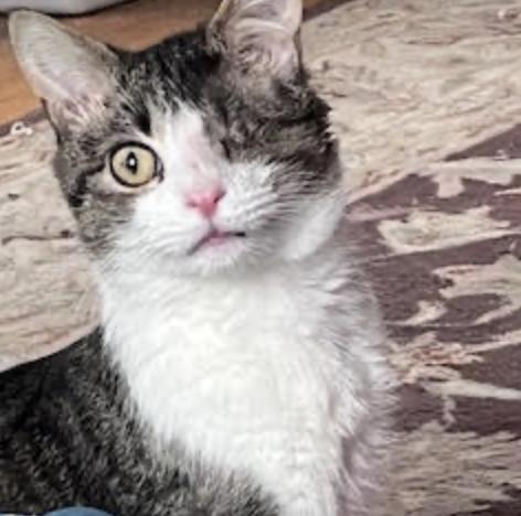 Pause, a ADOPTABLE Domestic Short Hair in Cincinnati, OH image 5/5