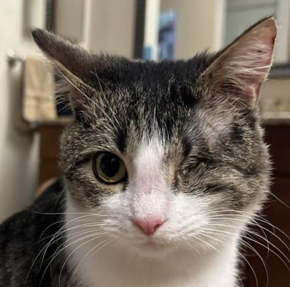 Enlarge Pause, an adopted Domestic Short Hair in Cincinnati, OH image 4/6