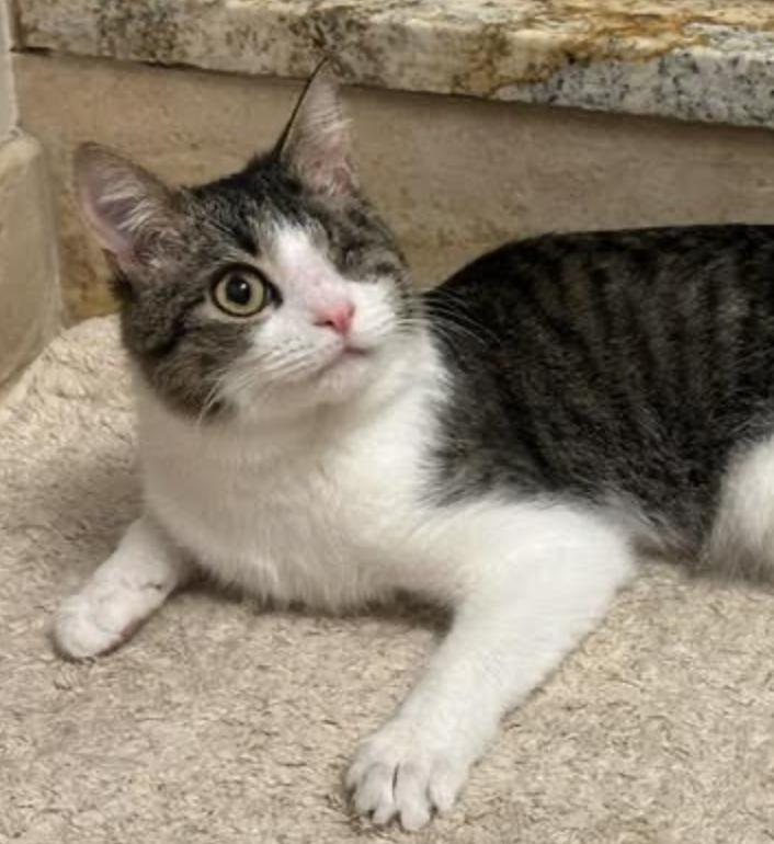 Enlarge Pause, an adopted Domestic Short Hair in Cincinnati, OH image 5/6