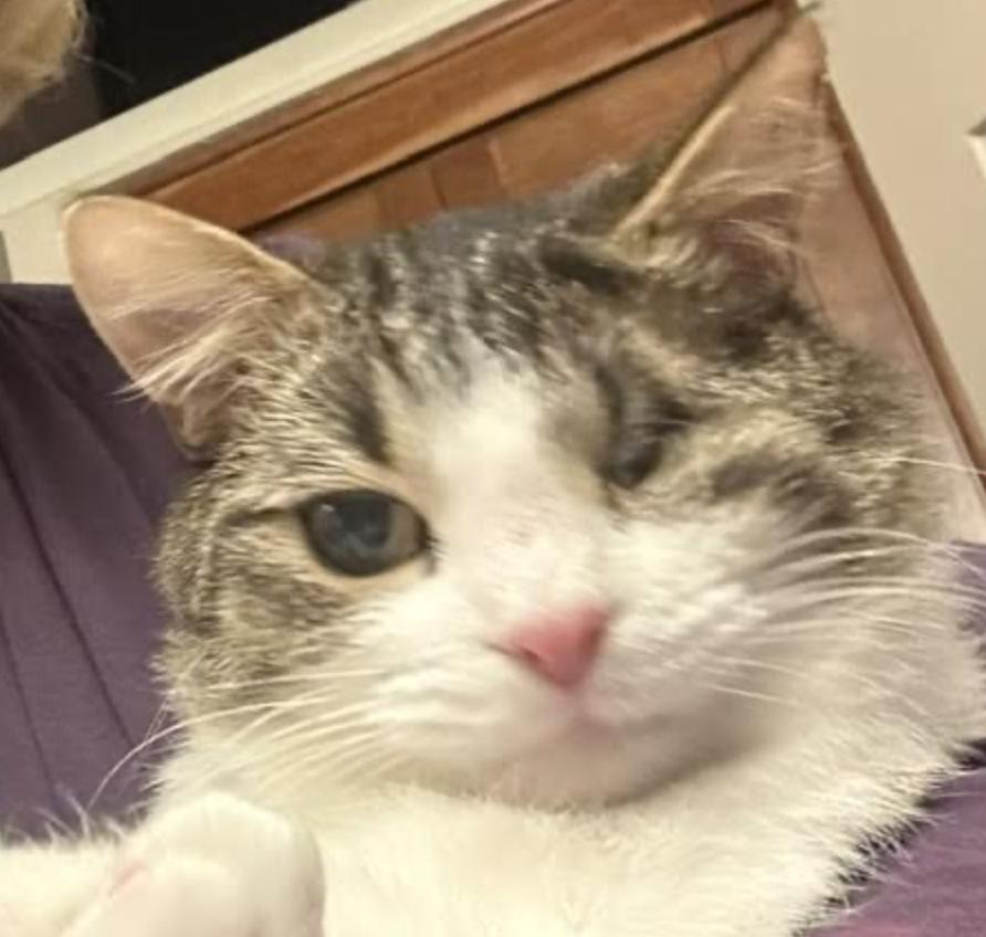 Enlarge Pause, an adopted Domestic Short Hair in Cincinnati, OH image 2/6