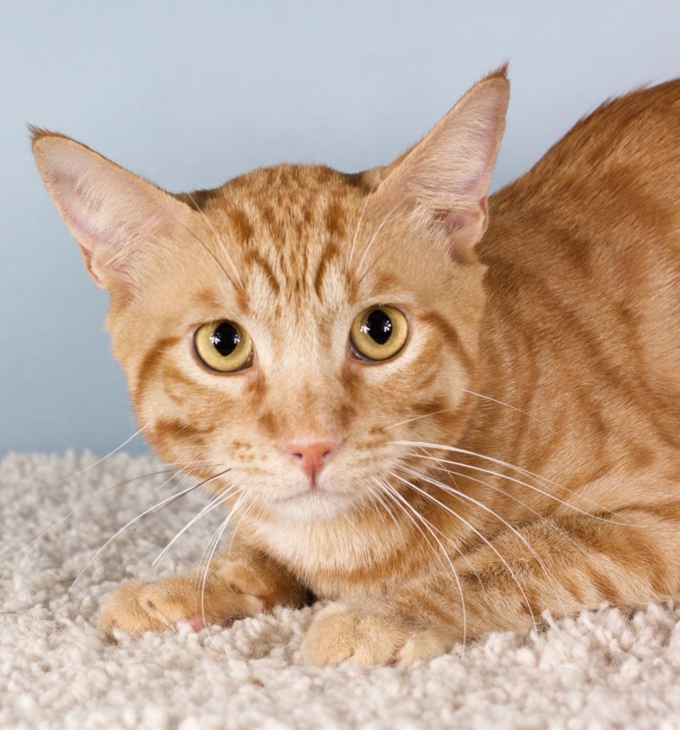 Magnum, Adoptable, Young Male Domestic Short Hair.