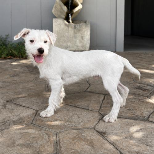 Alfredo, Adoptable, Puppy Male Miniature Schnauzer & Terrier.