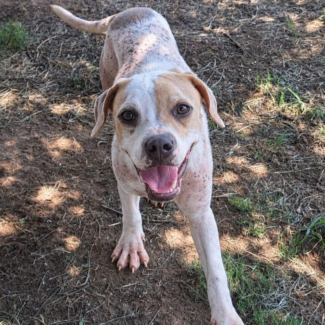 Sweet Pea, Adopted, Puppy Female Mixed Breed.