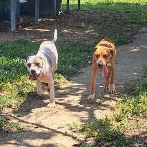 Enlarge Sweet Pea, a Adopted Mixed Breed in Southaven , MS image 2/6