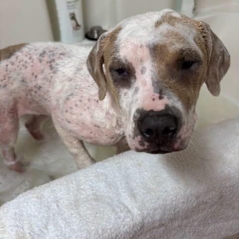 Enlarge Sweet Pea, a Adopted Mixed Breed in Southaven , MS image 4/6