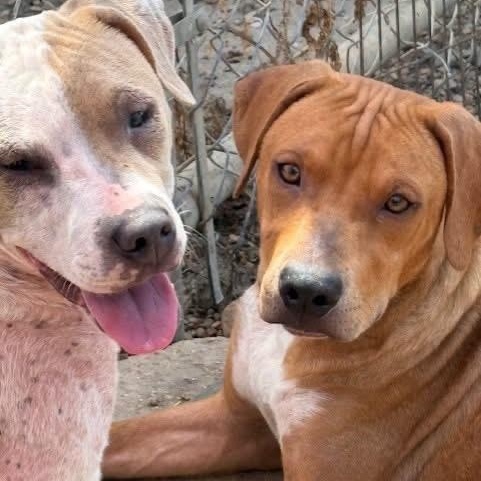 Enlarge Sweet Pea, a Adopted Mixed Breed in Southaven , MS image 3/6