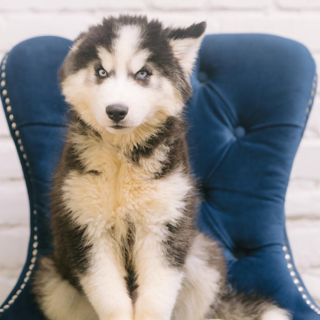 Yul, Adoptable, Puppy Male Siberian Husky.