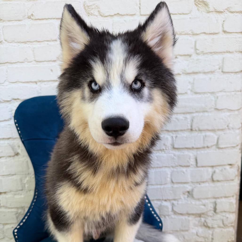Enlarge Yul, a Adoptable Siberian Husky in Zionsville, IN image 1/2