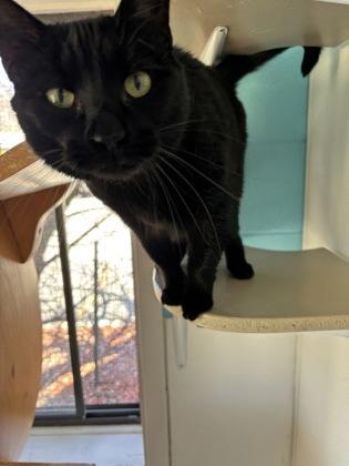 Zion, ADOPTABLE, Adult Female Domestic Short Hair.