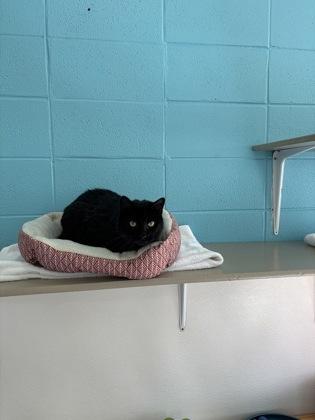 Enlarge Zion, a ADOPTABLE Domestic Short Hair in Steamboat Springs, CO image 2/2