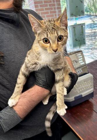 Ginger, Adopted, Young Female Domestic Short Hair.