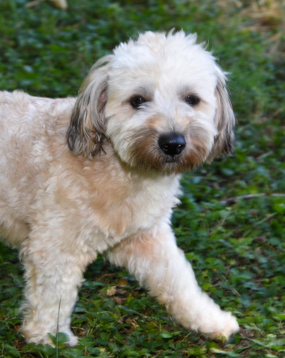 Stanley, a Adopted Havanese in Pittsboro, NC image 1/3
