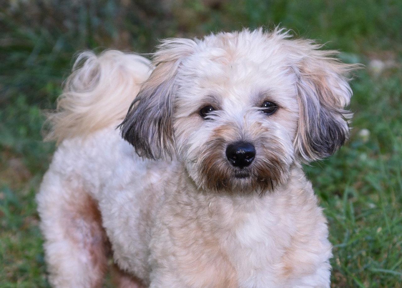Stanley, a Adopted Havanese in Pittsboro, NC image 2/3