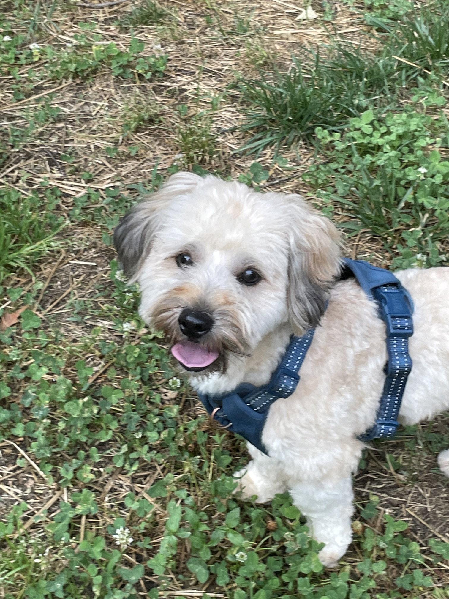 Stanley, a Adopted Havanese in Pittsboro, NC image 3/3