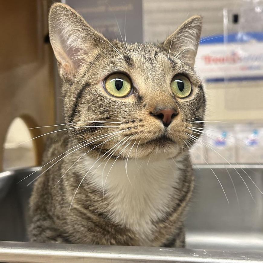 Enlarge Bee, a Adoptable Domestic Short Hair in Atlanta, GA image 1/3