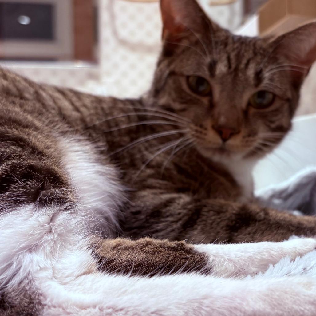 Enlarge Bee, a Adoptable Domestic Short Hair in Atlanta, GA image 2/3