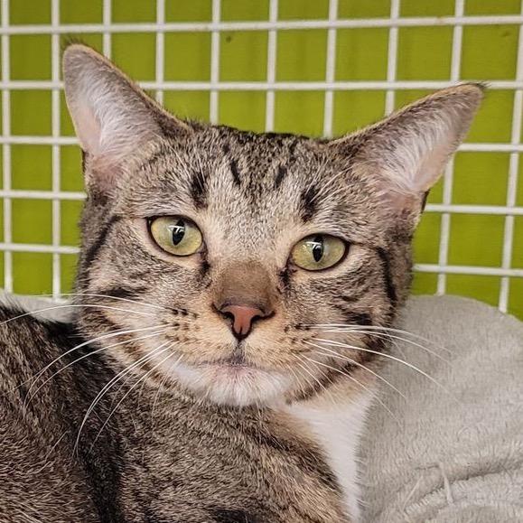 Enlarge Bee, a Adoptable Domestic Short Hair in Atlanta, GA image 3/3