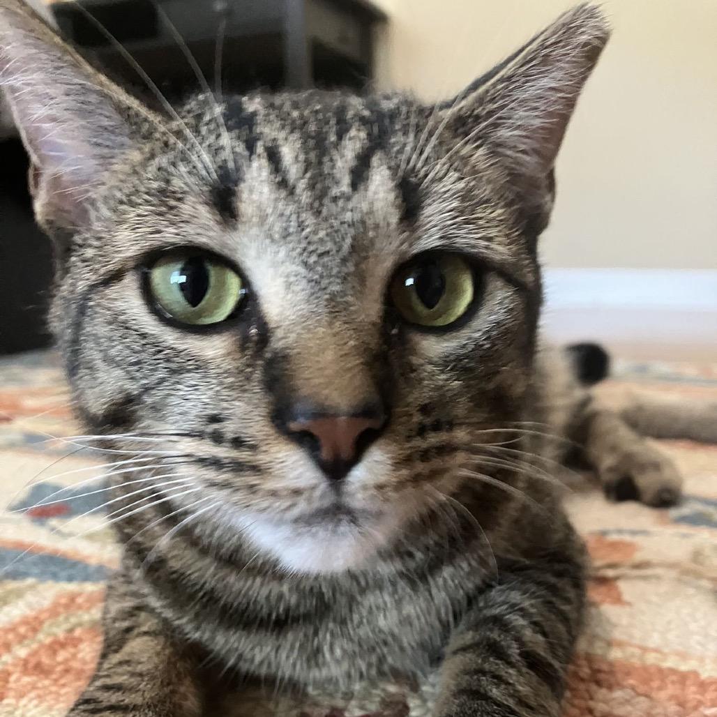 Bee, a Adoptable Domestic Short Hair in Atlanta, GA image 4/4