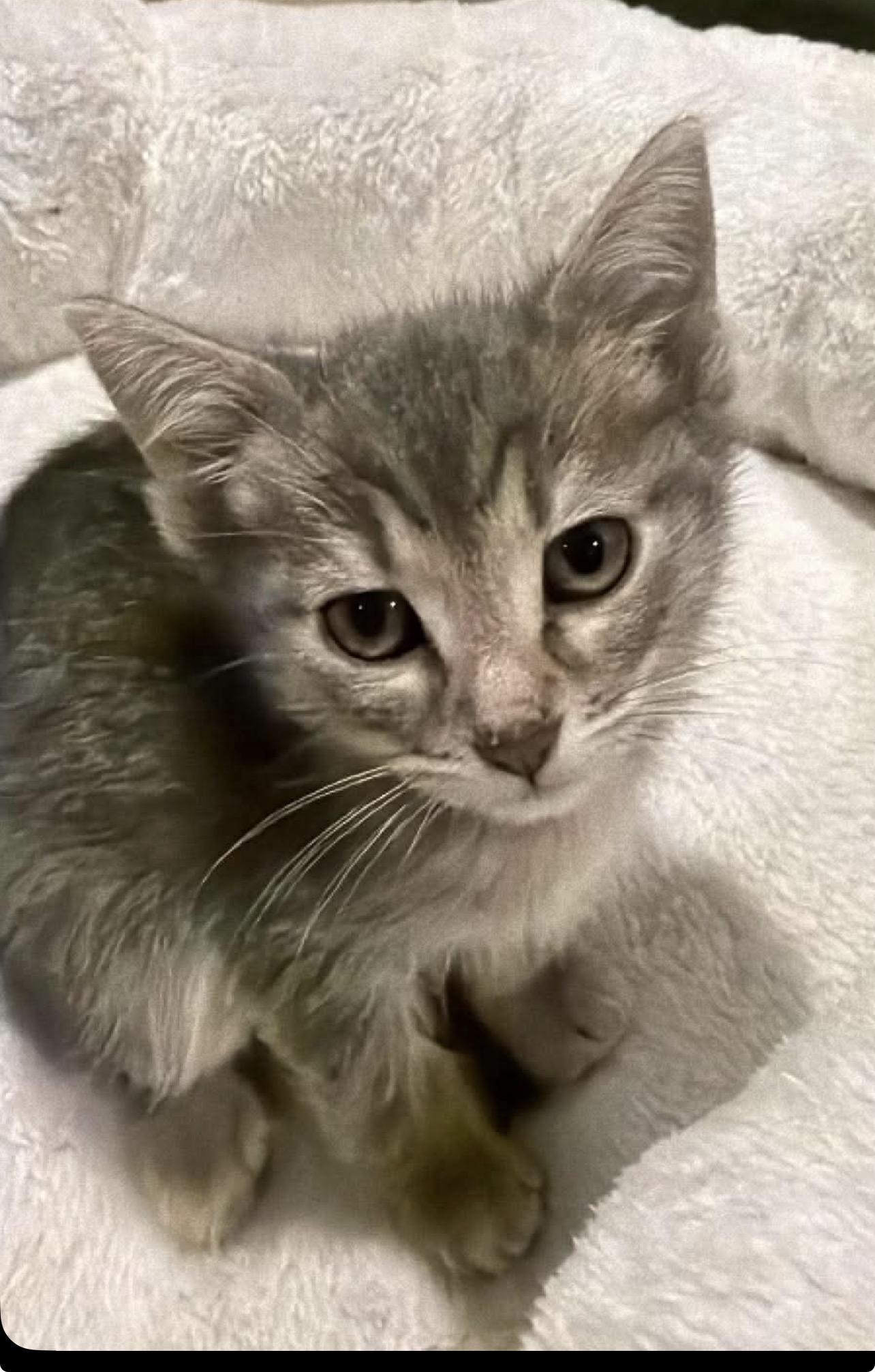 Rome, Adoptable, Kitten Male Domestic Short Hair.