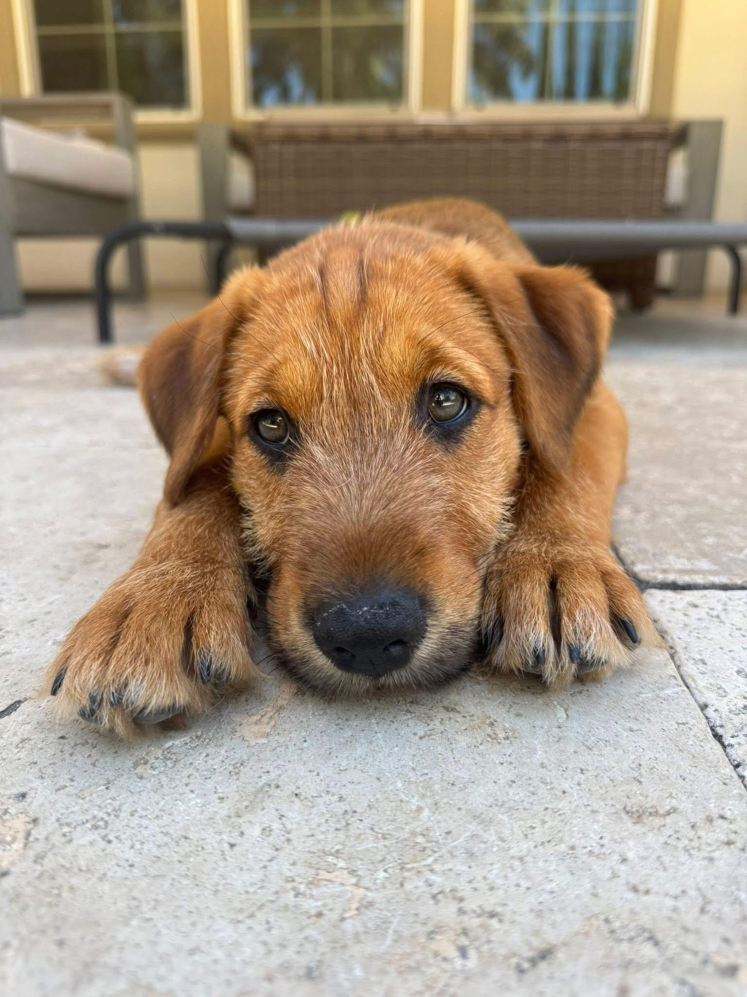 This is Bay Bay is a very sweet boy likes to be close by master of cuddling and being good