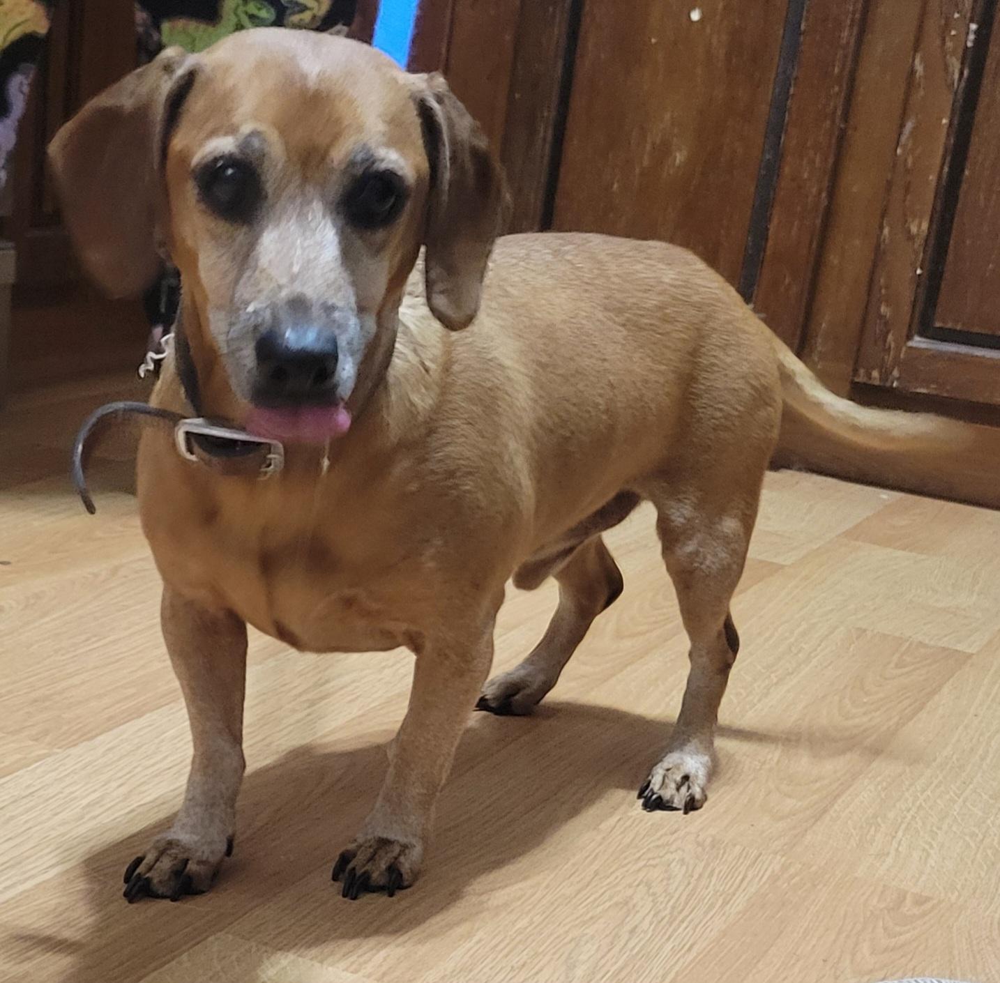 Duke, ADOPTABLE, Adult Male Dachshund.