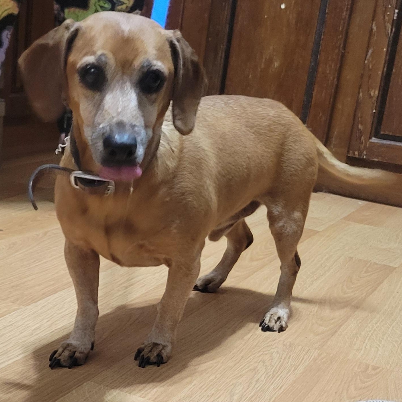 Enlarge Duke, a ADOPTABLE Dachshund in Milford, MI image 1/3