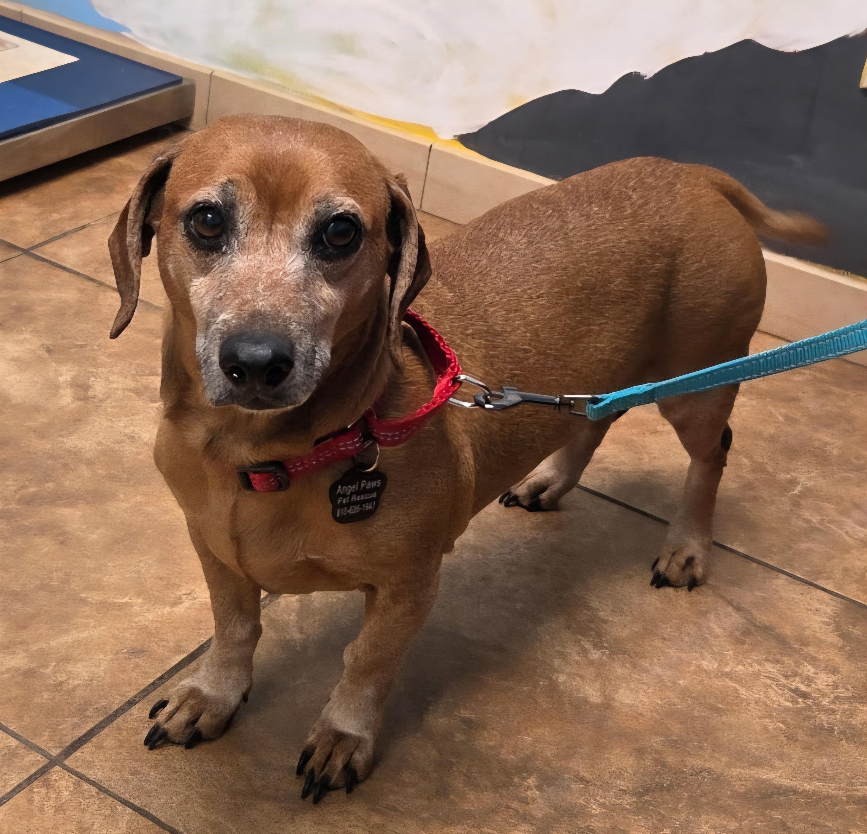 Enlarge Duke, a ADOPTABLE Dachshund in Milford, MI image 3/3