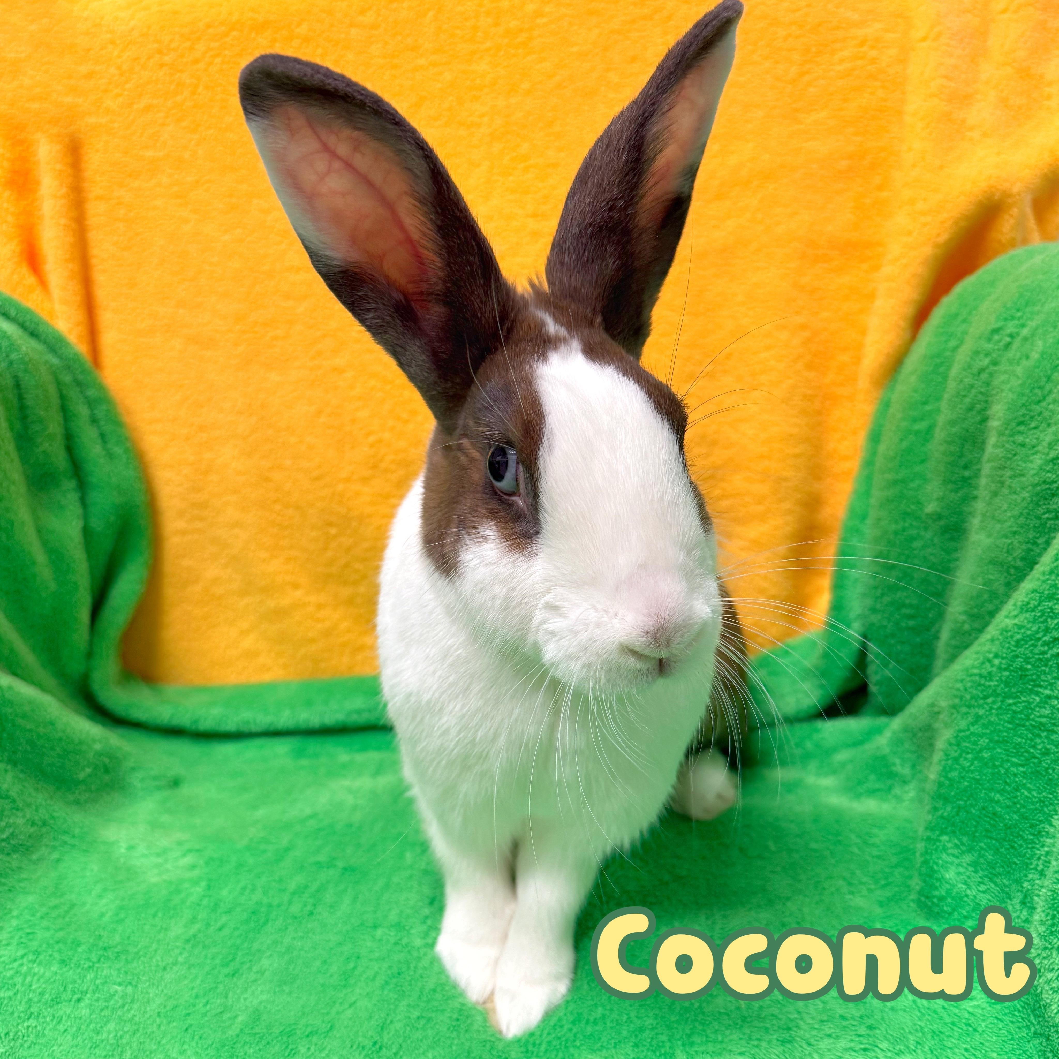 Coconut, Adopted, Adult Female Dutch.