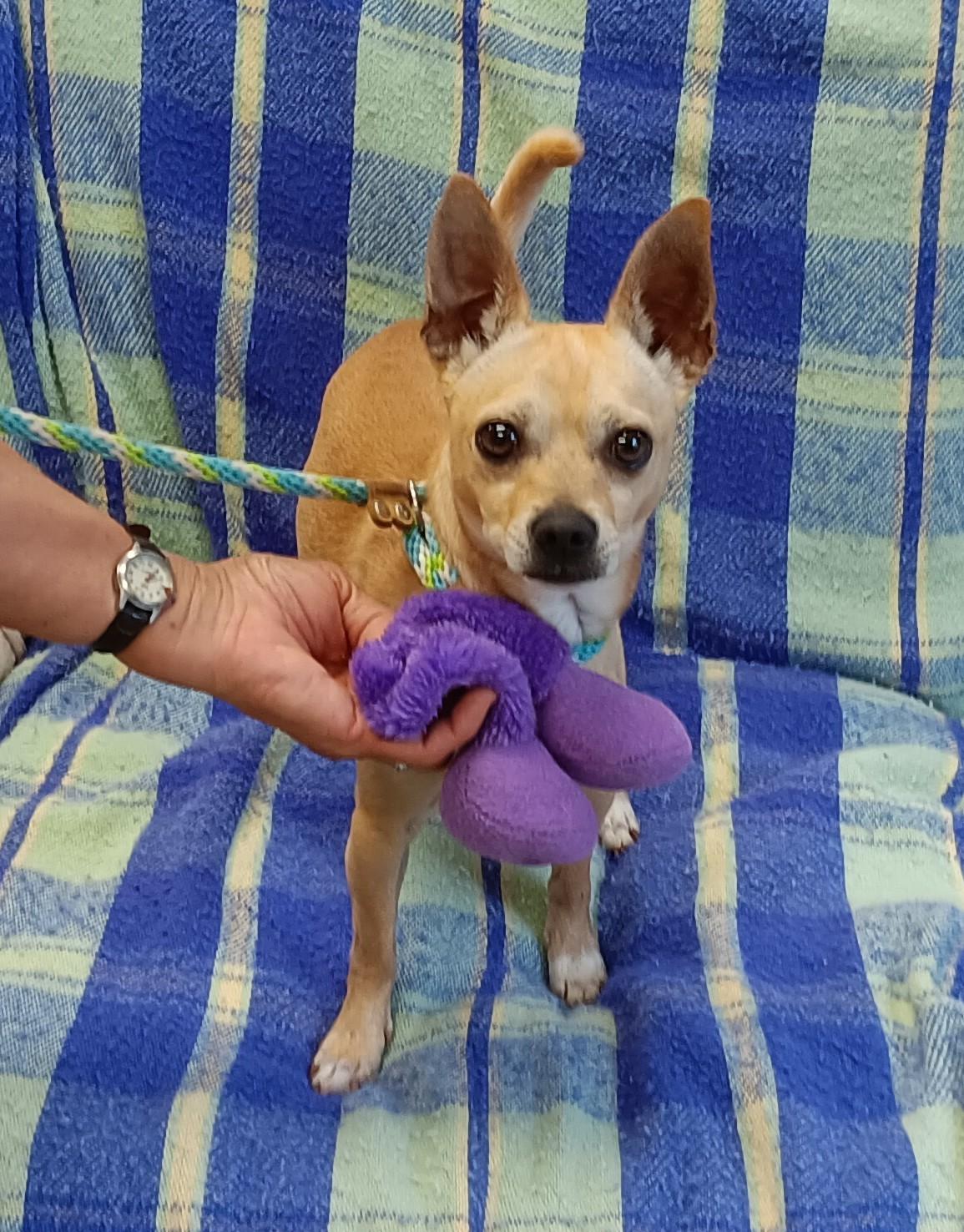 Caesar, Adopted, Adult Male Chihuahua.