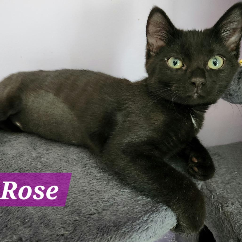 Rose, Adoptable, Kitten Female Domestic Short Hair.