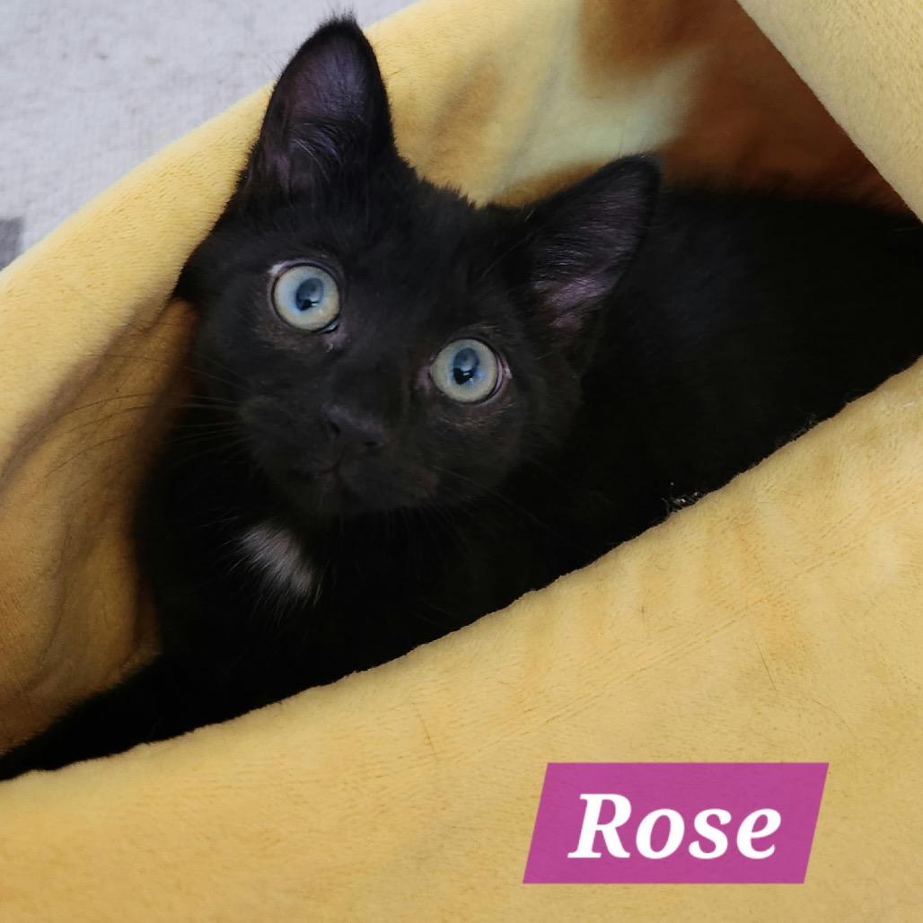 Rose, a Adoptable Domestic Short Hair in La Grange, KY image 2/2
