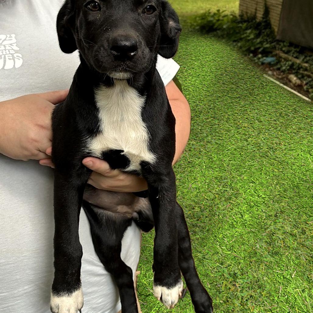 Enlarge Willow, a Adoptable mixed breed in Cordova, TN image 1/6