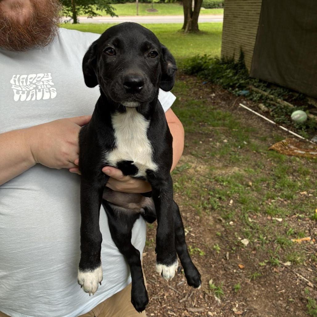 Enlarge Willow, a Adoptable mixed breed in Cordova, TN image 6/6
