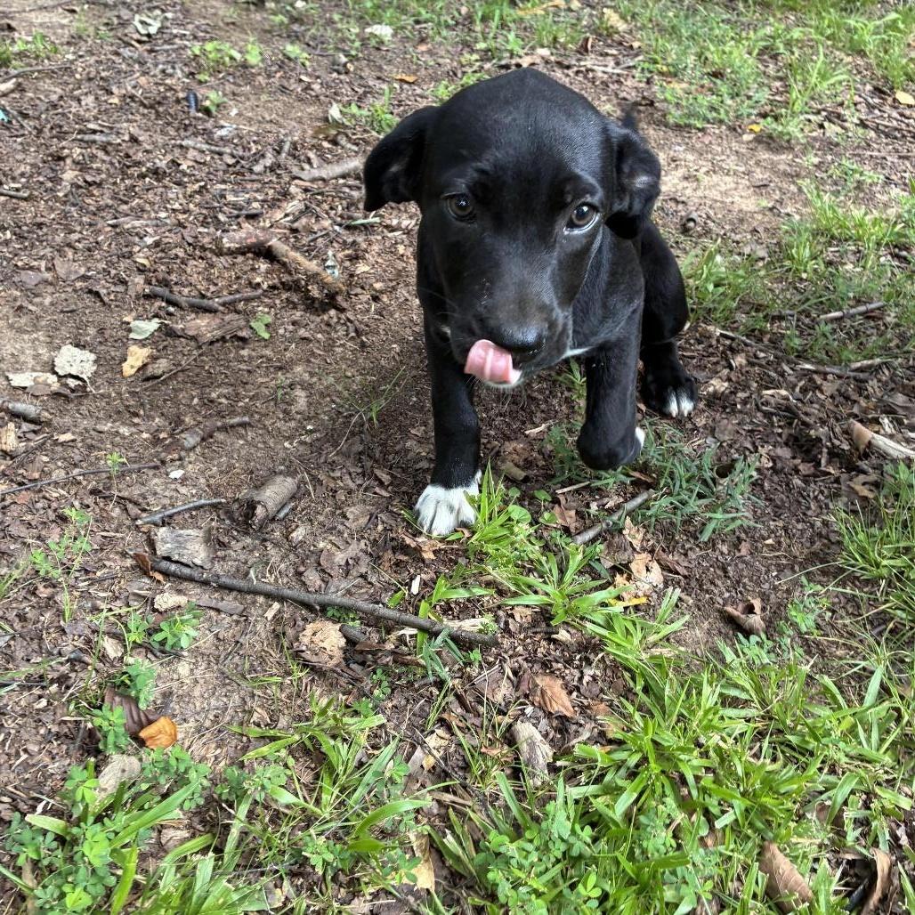 Enlarge Willow, a Adoptable mixed breed in Cordova, TN image 5/6