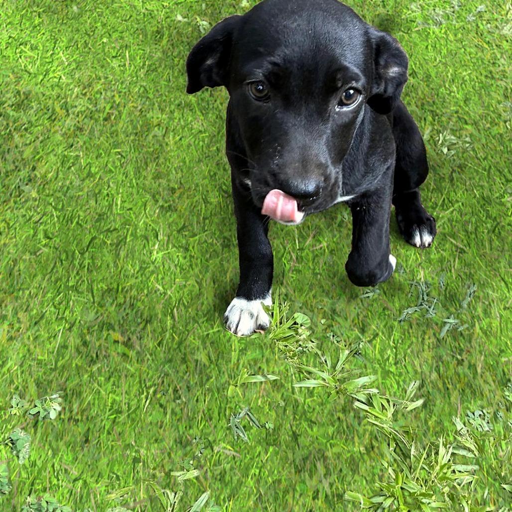 Enlarge Willow, a Adoptable mixed breed in Cordova, TN image 3/6