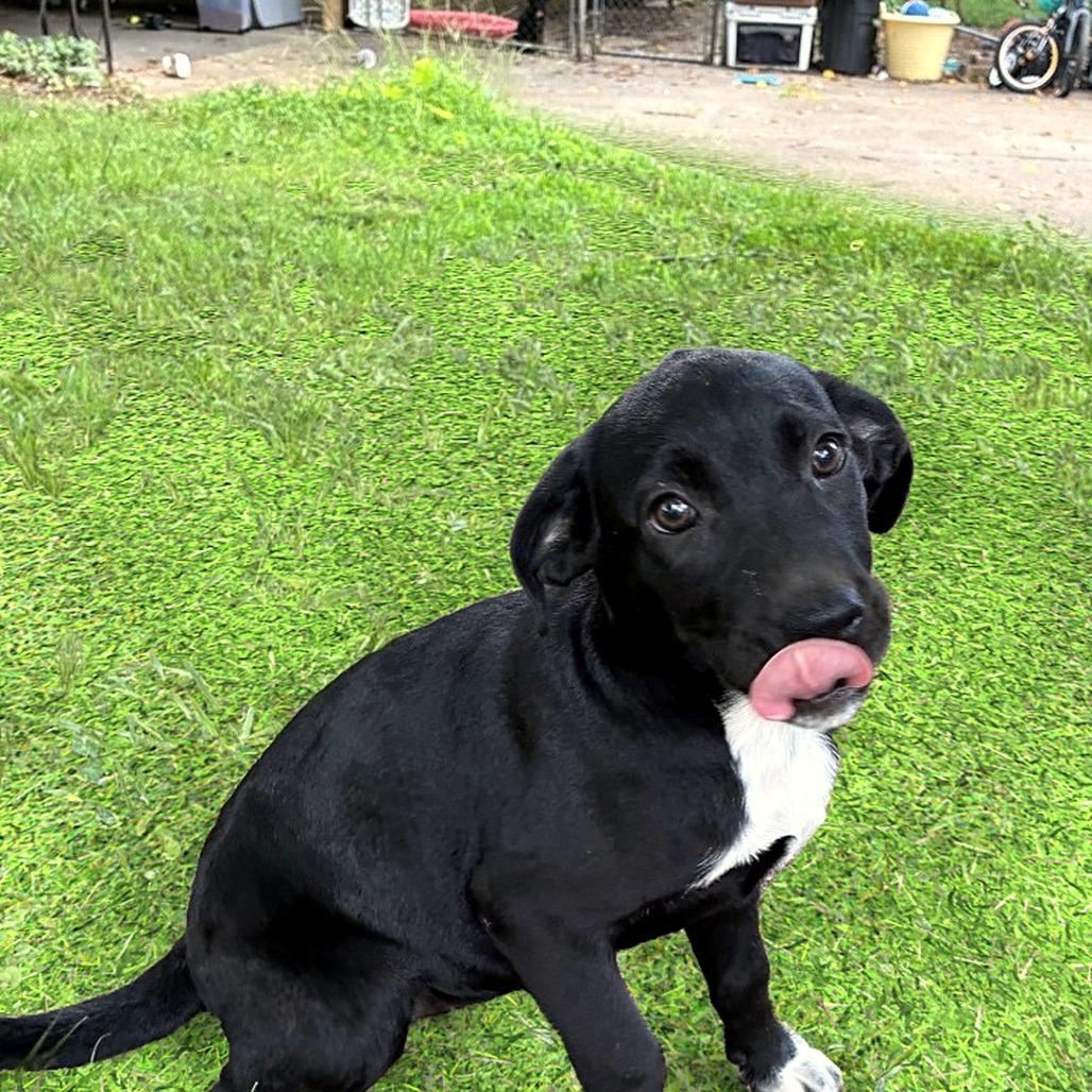 Enlarge Willow, a Adoptable mixed breed in Cordova, TN image 4/6