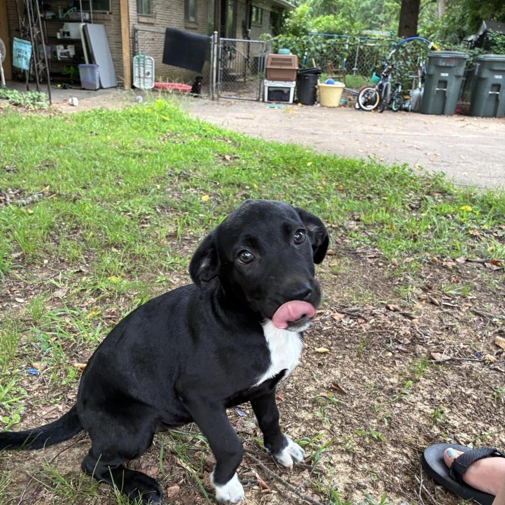 Enlarge Willow, a Adoptable mixed breed in Cordova, TN image 2/6