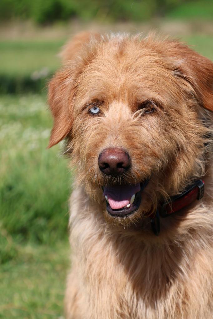 Uncle Clifford, Adoptable, Young Male Mixed Breed.
