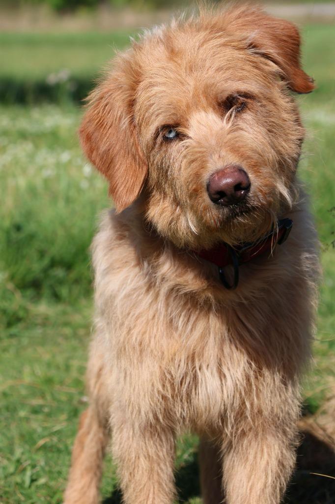 Enlarge Uncle Clifford, a Adoptable mixed breed in Columbia, TN image 2/5