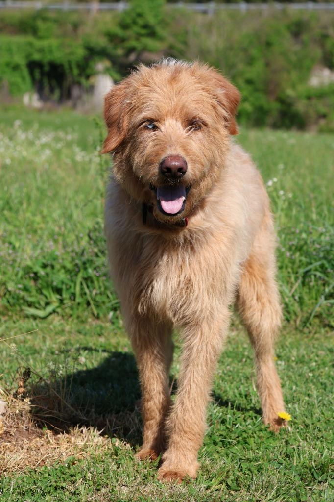 Enlarge Uncle Clifford, a Adoptable mixed breed in Columbia, TN image 3/5