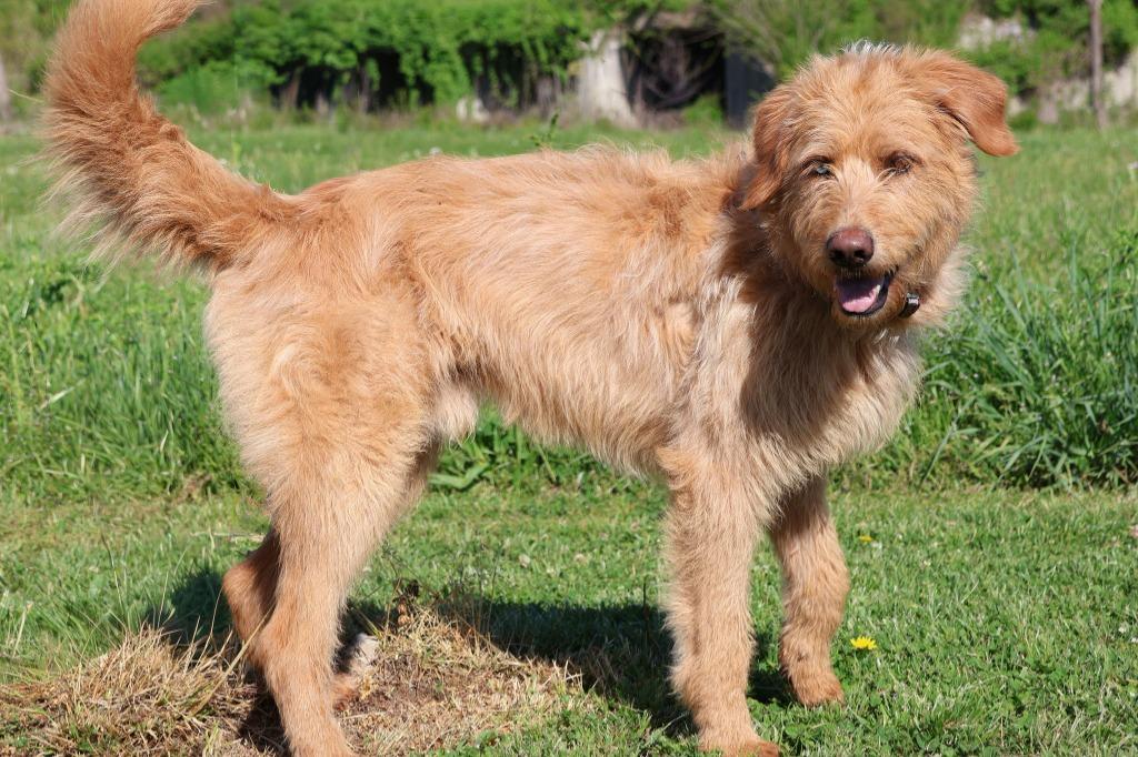 Enlarge Uncle Clifford, a Adoptable mixed breed in Columbia, TN image 4/5