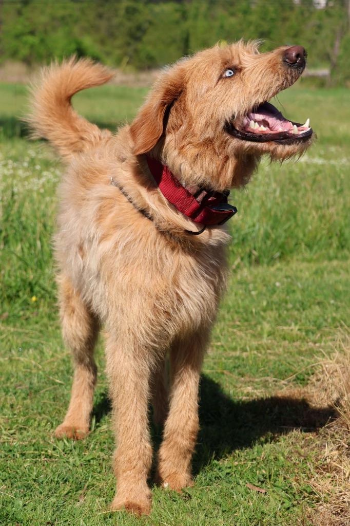 Enlarge Uncle Clifford, a Adoptable mixed breed in Columbia, TN image 5/5