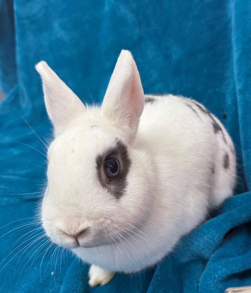 Enlarge Callie Rabbit, a Adoptable Hotot in Pomona, NY image 1/3