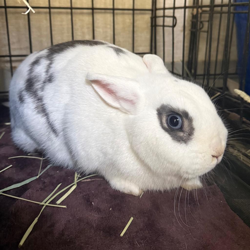 Enlarge Callie Rabbit, a Adoptable Hotot in Pomona, NY image 2/3