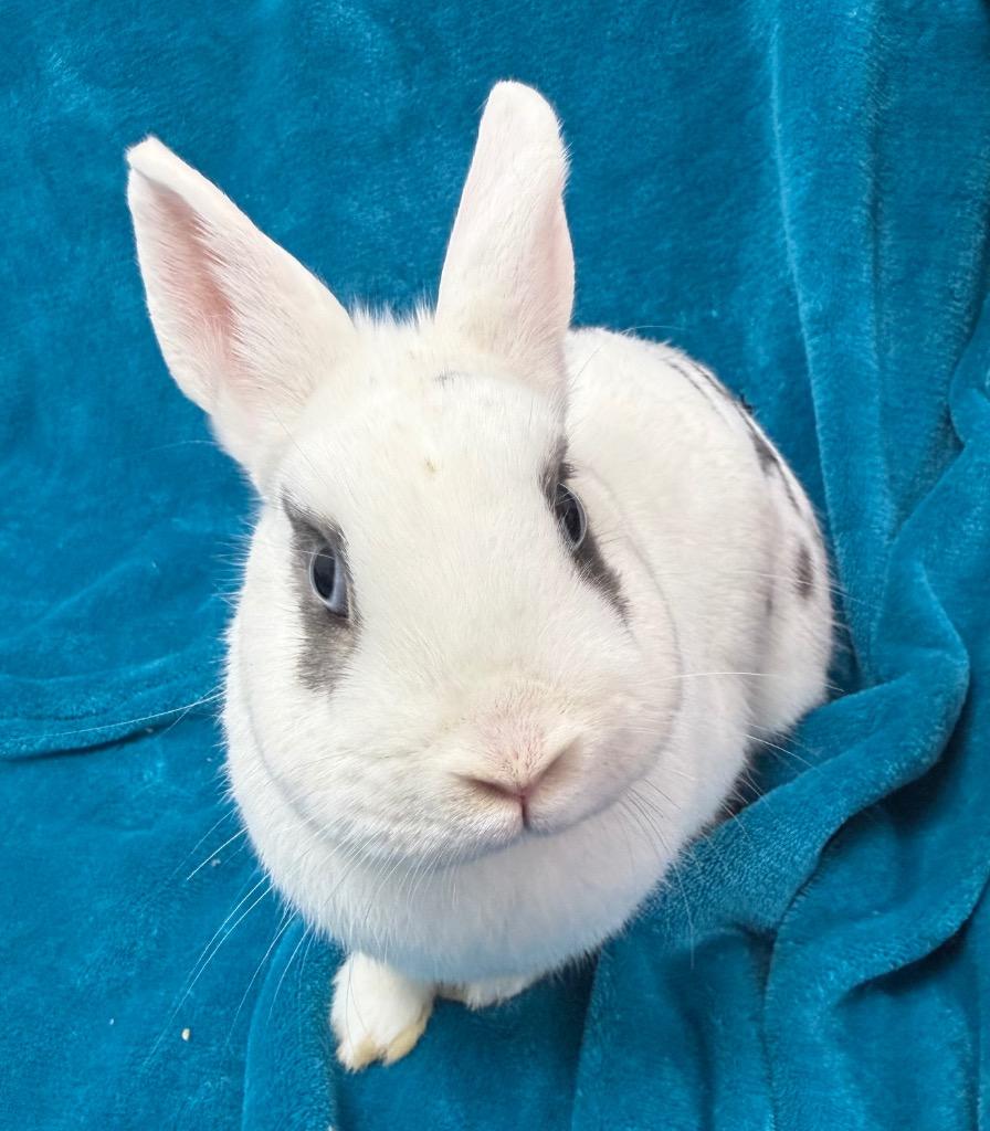 Enlarge Callie Rabbit, a Adoptable Hotot in Pomona, NY image 3/3