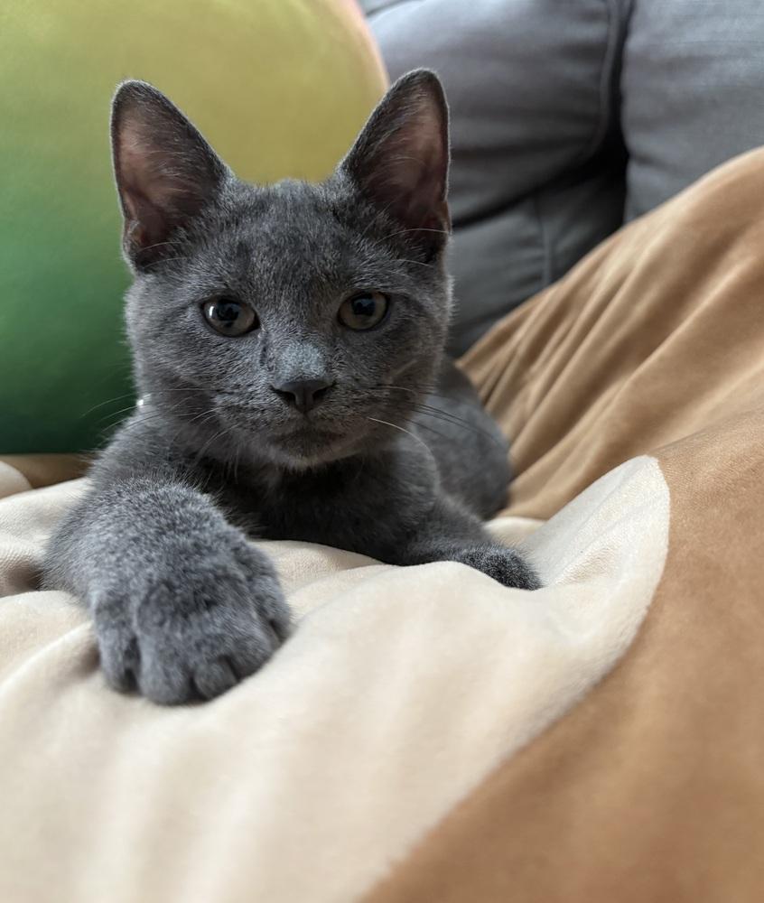 Rocket, Adoptable, Kitten Male Russian Blue & Domestic Short Hair.