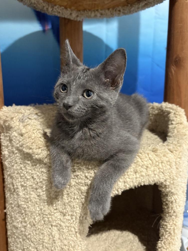 Enlarge Rocket, a Adoptable mixed breed in Chicago, IL image 3/6