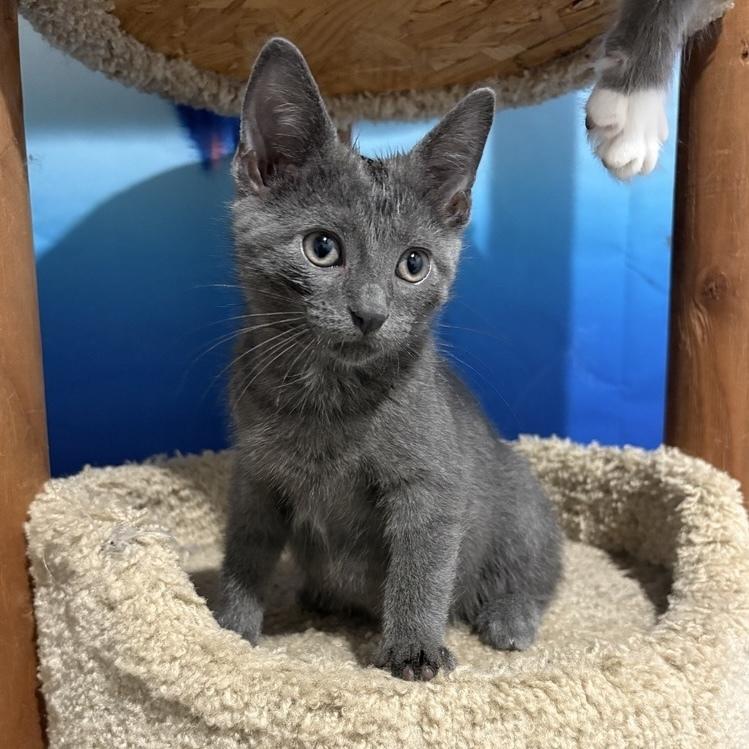 Enlarge Rocket, a Adoptable mixed breed in Chicago, IL image 4/6